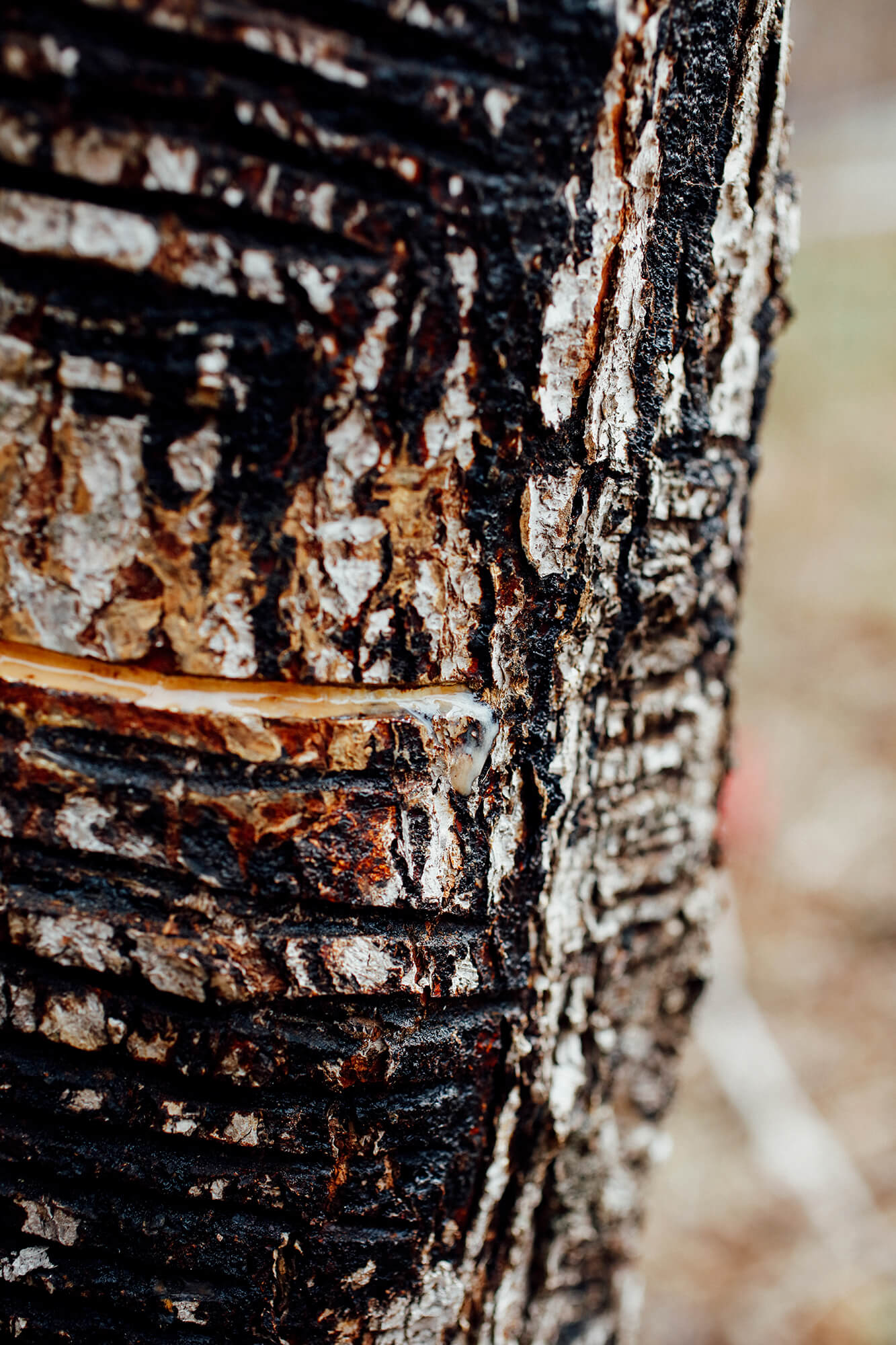 未来の日本に豊かな国産漆を贈りたい NIPPON FUNDING